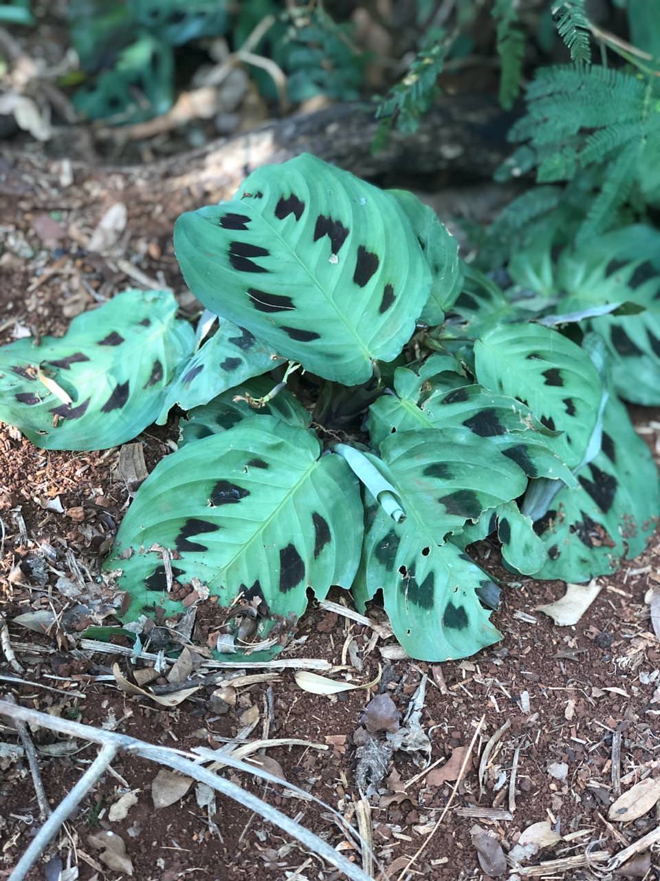 Maranta leuconeura 'Kerchoveana'
